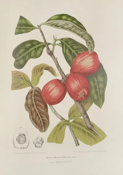 Fleurs, fruits et feuillages choisis de l'ille de Java Pl.30 by Berthe Hoola van Nooten, 1880 — digital art print download