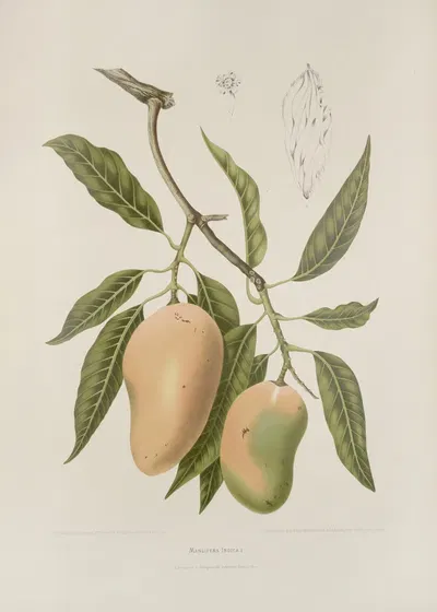 Fleurs, fruits et feuillages choisis de l'ille de Java Pl.31 by Berthe Hoola van Nooten, 1880 — digital art print download