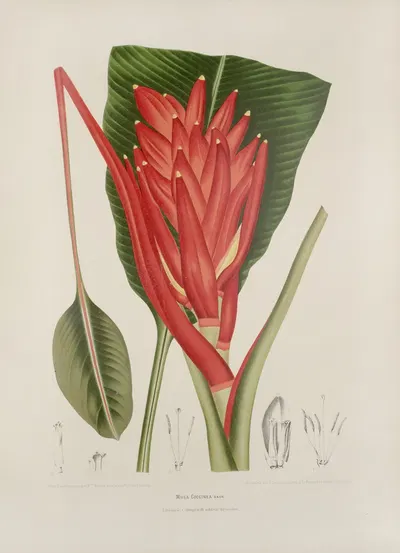 Fleurs, fruits et feuillages choisis de l'ille de Java Pl.33 by Berthe Hoola van Nooten, 1880 — digital art print download