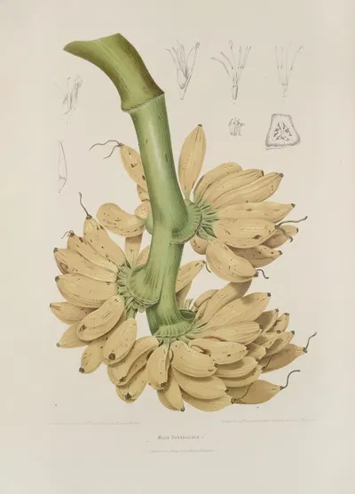 Fleurs, fruits et feuillages choisis de l'ille de Java Pl.34 by Berthe Hoola van Nooten, 1880 — digital art print download