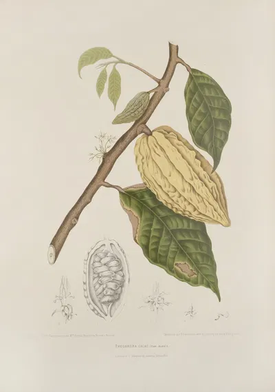 Fleurs, fruits et feuillages choisis de l'ille de Java Pl.35 by Berthe Hoola van Nooten, 1880 — digital art print download