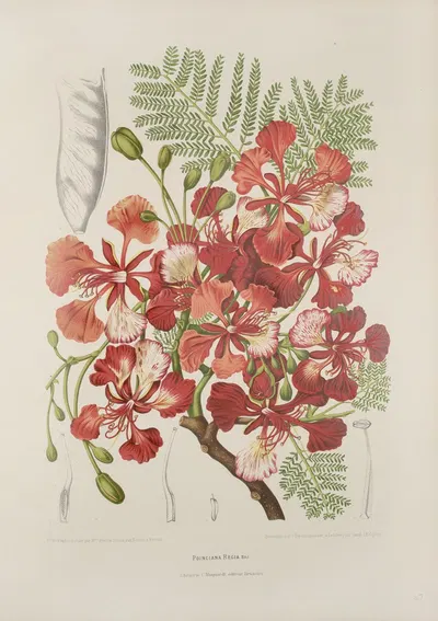 Fleurs, fruits et feuillages choisis de l'ille de Java Pl.37 by Berthe Hoola van Nooten, 1880 — digital art print download