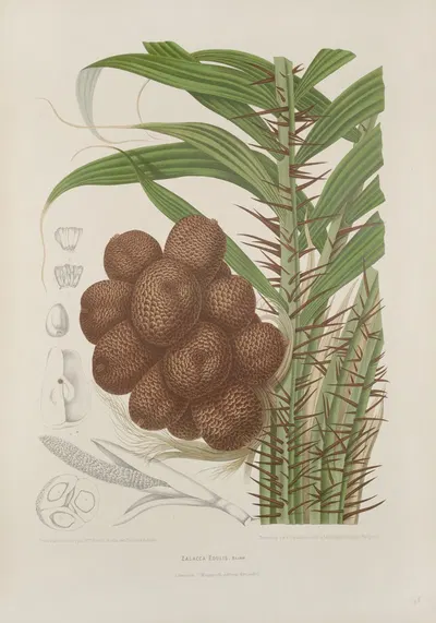 Fleurs, fruits et feuillages choisis de l'ille de Java Pl.38 by Berthe Hoola van Nooten, 1880 — digital art print download