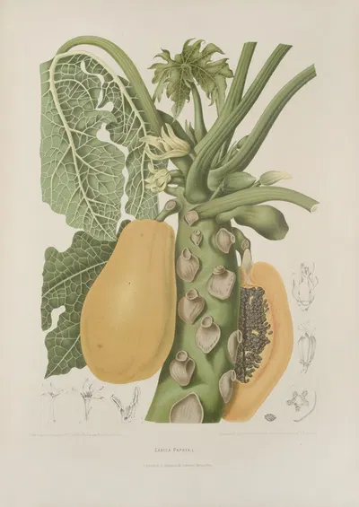 Fleurs, fruits et feuillages choisis de l'ille de Java Pl.40 by Berthe Hoola van Nooten, 1880 — digital art print download