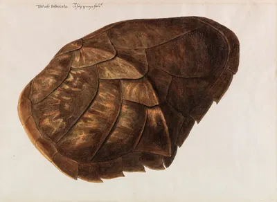 Testudo Imbricata – Schuppenschild by Franz Anton Von Scheidel — digital art print download