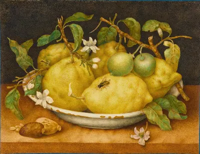 Still Life With Bowl Of Citrons by Giovanna Garzoni — digital art print download