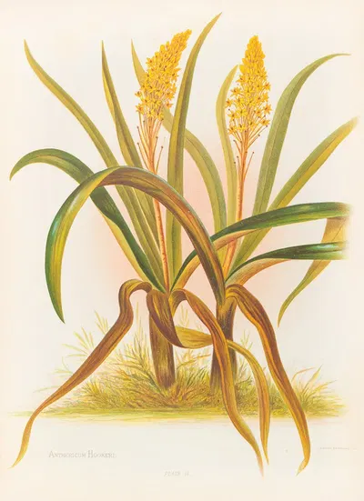 Anthericum Hookeri by Georgina Burne Hetley, 1888 — digital art print download