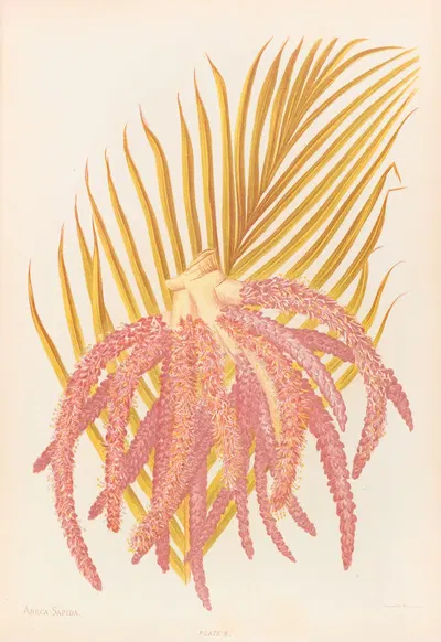 Areca Sapida by Georgina Burne Hetley, 1888 — digital art print download
