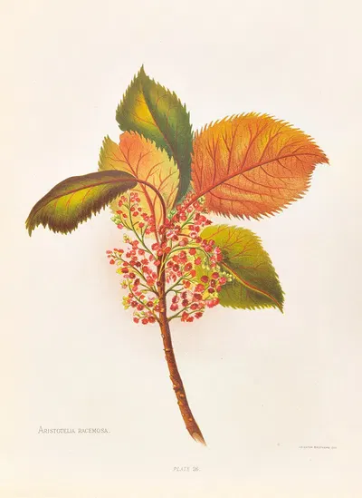 Aristotelia Racemosa by Georgina Burne Hetley, 1888 — digital art print download