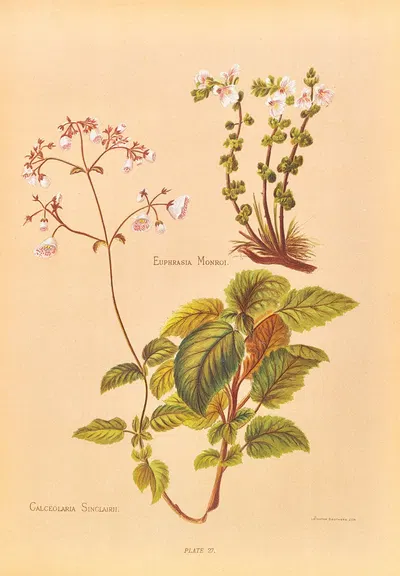 Calceolaria Sinclairii by Georgina Burne Hetley, 1888 — digital art print download