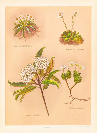 Celmisia longifolia, Celmisia Glandulosa, Olearia Ilicifolia by Georgina Burne Hetley, 1888 — digital art print download