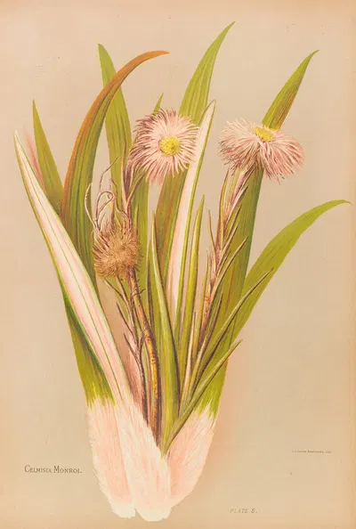 Celmisia Monroi by Georgina Burne Hetley, 1888 — digital art print download