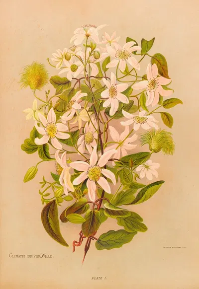 Clematis Indivisa by Georgina Burne Hetley, 1888 — digital art print download