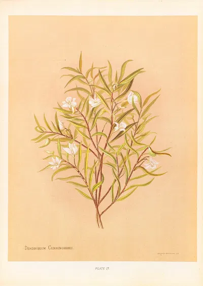 Denrobium Cunninghamii by Georgina Burne Hetley, 1888 — digital art print download