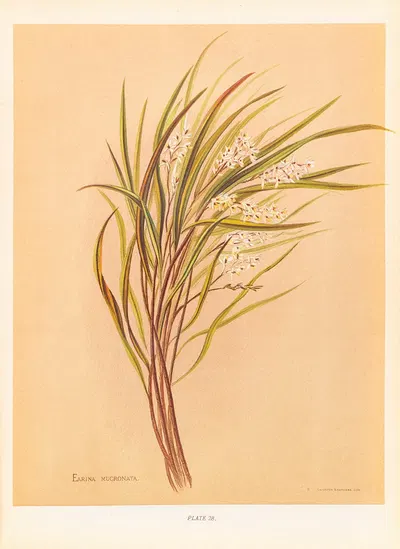 Earina Mucronata by Georgina Burne Hetley, 1888 — digital art print download