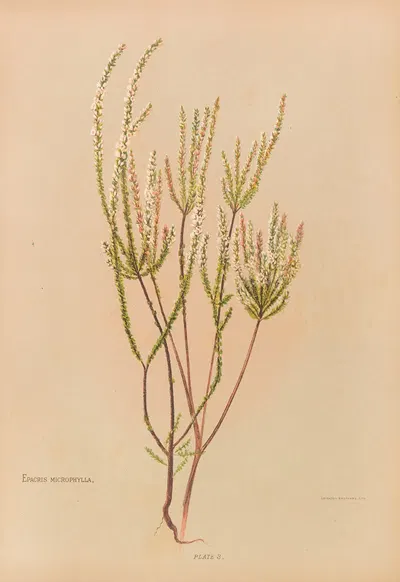 Epacris Microphylla by Georgina Burne Hetley, 1888 — digital art print download