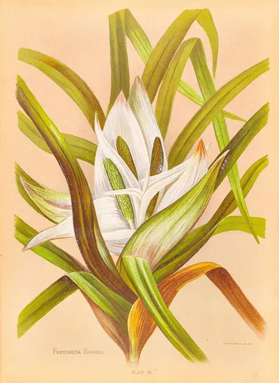 Freycinetia Banksii by Georgina Burne Hetley, 1888 — digital art print download
