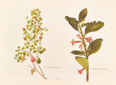 Fushia Procumbens by Georgina Burne Hetley, 1888 — digital art print download