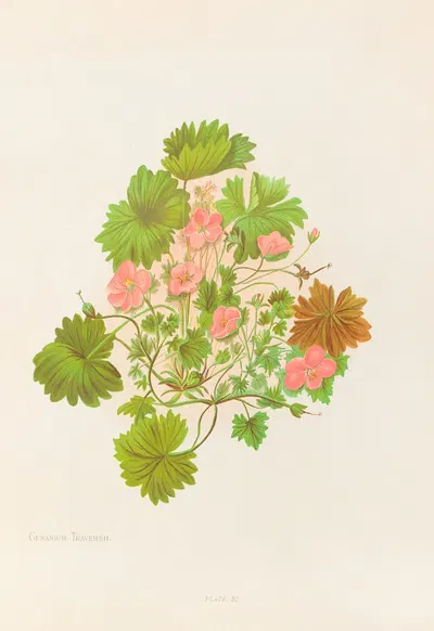 Geranium Traversii by Georgina Burne Hetley, 1888 — digital art print download