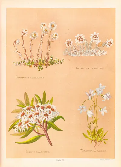 Gnaphalium Bellidioides, Gnaphalium Grandiceps by Georgina Burne Hetley, 1888 — digital art print download