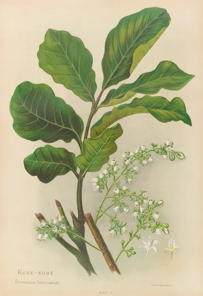 Kohe-Kohe by Georgina Burne Hetley, 1888 — digital art print download