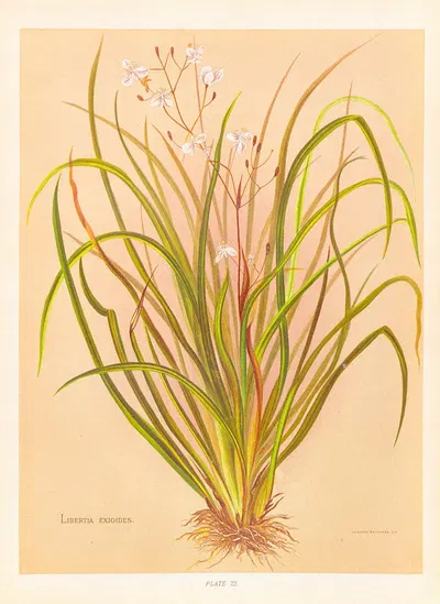 Libertia Exioides by Georgina Burne Hetley, 1888 — digital art print download