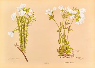 Linum Monogynum by Georgina Burne Hetley, 1888 — digital art print download