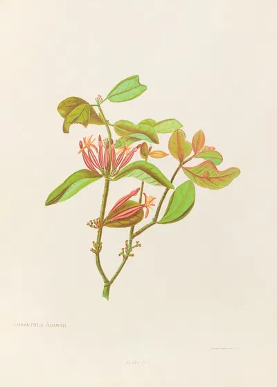 Loranthus Adamsii by Georgina Burne Hetley, 1888 — digital art print download