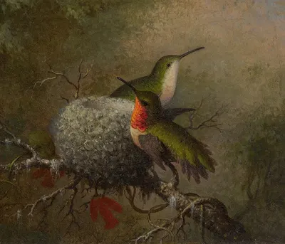 Two Ruby Throats By Their Nest by Мартин Джонсон Хид — digital art print download