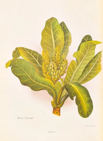 Meryta Sinclairii by Georgina Burne Hetley, 1888 — digital art print download