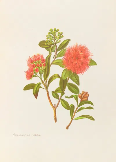 Meterosideros Florida by Georgina Burne Hetley, 1888 — digital art print download