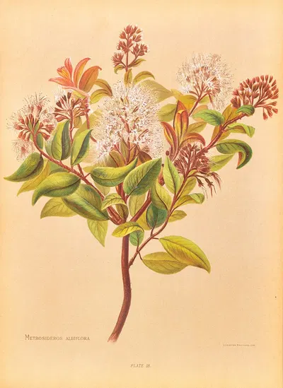 Metrosideros Albiflora by Georgina Burne Hetley, 1888 — digital art print download