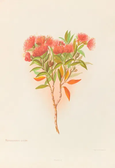 Metrosideros Lucida by Georgina Burne Hetley, 1888 — digital art print download