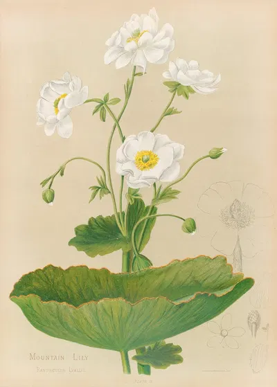 Mountain Lily by Georgina Burne Hetley, 1888 — digital art print download