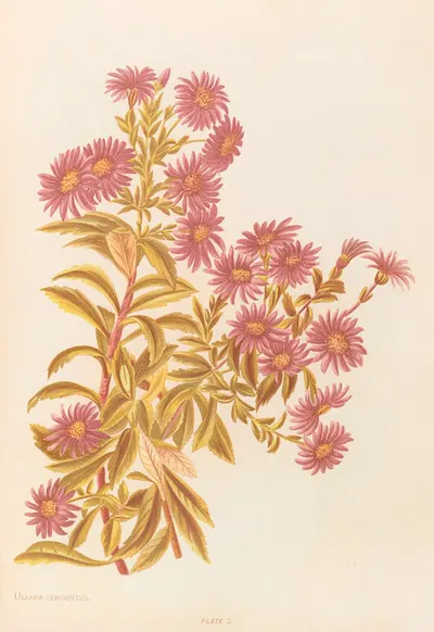 Olearia Semidentata by Georgina Burne Hetley, 1888 — digital art print download