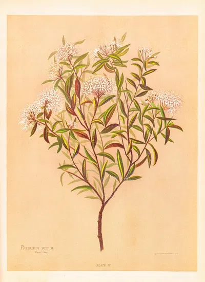 Phebalium Nudum by Georgina Burne Hetley, 1888 — digital art print download