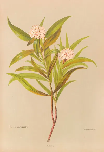 Pimelea Longifolia by Georgina Burne Hetley, 1888 — digital art print download
