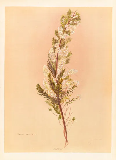 Pimelea Prostrata by Georgina Burne Hetley, 1888 — digital art print download
