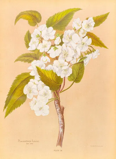 Plagianthus Lyallii by Georgina Burne Hetley, 1888 — digital art print download