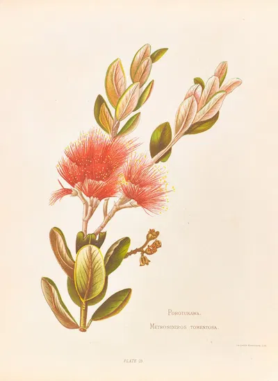 Pohotukawa, Metrosideros Tomentosa by Georgina Burne Hetley, 1888 — digital art print download