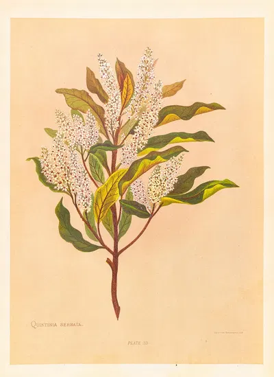 Quintinia Serrata by Georgina Burne Hetley, 1888 — digital art print download