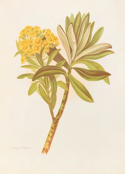 Senecio Huntii by Georgina Burne Hetley, 1888 — digital art print download