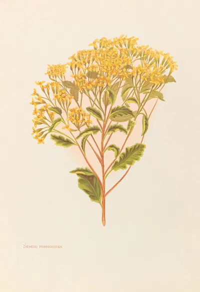 Senecio Perdicioides by Georgina Burne Hetley, 1888 — digital art print download