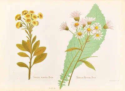 Senecio Robusta, Senecio Hectori by Georgina Burne Hetley, 1888 — digital art print download
