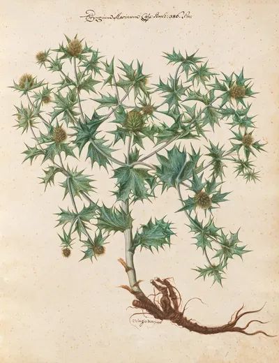 Piante varie Pl.01 by Giovanna Garzoni, 1650 — digital art print download