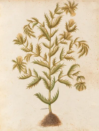 Piante varie Pl.03 by Giovanna Garzoni, 1650 — digital art print download