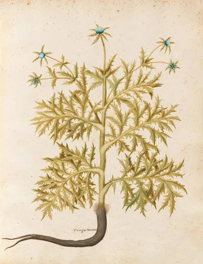 Piante varie Pl.06 by Giovanna Garzoni, 1650 — digital art print download