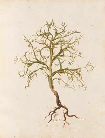 Piante varie Pl.07 by Giovanna Garzoni, 1650 — digital art print download