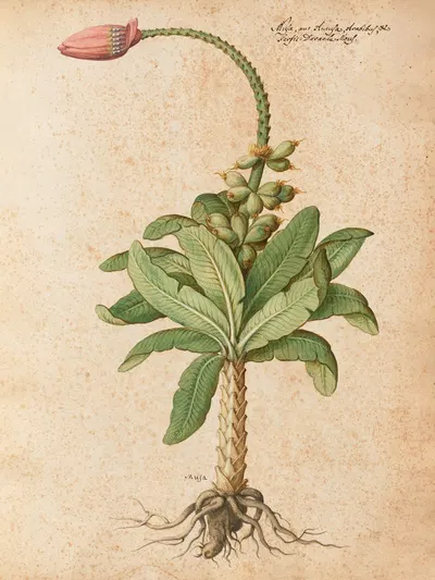 Piante varie Pl.08 by Giovanna Garzoni, 1650 — digital art print download
