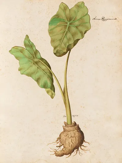 Piante varie Pl.10 by Giovanna Garzoni, 1650 — digital art print download